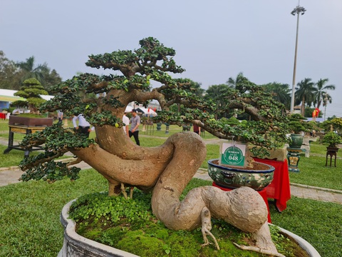 Mãn nhãn với siêu cây bonsai hội tụ ở Quảng Ngãi - Ảnh 3. Những cây cảnh, bonsai được mang đến triển lãm đều là những tác phẩm tâm huyết của nghệ nhân khắp cả nước - Ảnh: TRẦN MAI