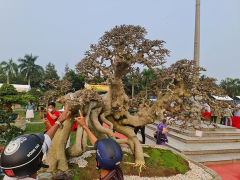 Mãn nhãn với siêu cây bonsai hội tụ ở Quảng Ngãi - Ảnh 8. Một cây cảnh được nghệ nhân tuốt hết lá để khoe bộ "tay cành" siêu mịn của mình tạo tác - Ảnh: TRẦN MAI
