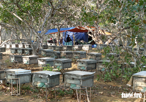 Du mục chăn ong giữa đại ngàn - Ảnh 6. Thợ chăn dựng chòi sống cùng ong giữa đại ngàn