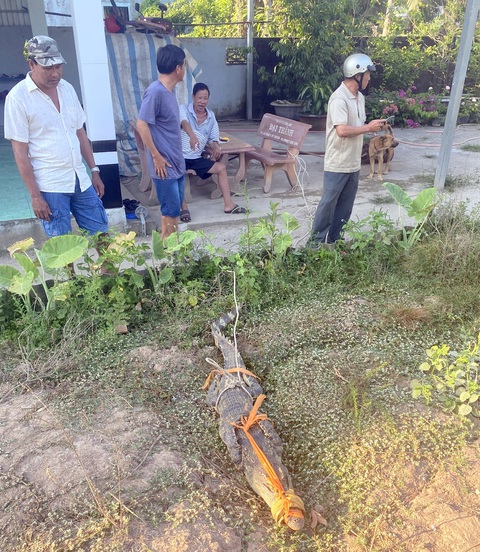 Cá sấu dài 1,6m bò vô sân nhà dân lúc nửa đêm - Ảnh 1. Cá sấu dài 1,6m bò vô sân nhà dân lúc nửa đêm - Ảnh 1.