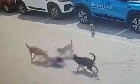 Bé trai bị đàn chó hoang cắn chết, Ấn Độ đau đầu tìm giải pháp - Ảnh 2. Bé trai bị đàn chó hoang cắn chết, Ấn Độ đau đầu tìm giải pháp - Ảnh 2.