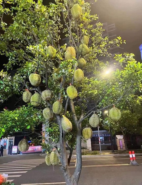 Ảnh vui 20-4: Cây sầu riêng lúc lỉu quả lọt tầm mắt kẻ si tình - Ảnh 1. Ảnh vui 20-4: Cây sầu riêng lúc lỉu quả lọt tầm mắt kẻ si tình - Ảnh 1.