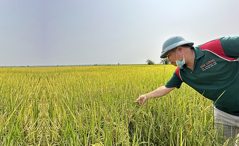 Lúa 'ST25' lép hạt, do trời lạnh bất thường? - Ảnh 1. Ông Đàm Văn Hội, trú thôn Ninh Giang, xã Buôn Choah, ngán ngẩm vì lúa mất mùa, hạt lép quá nhiều - Ảnh: TRUNG TÂN