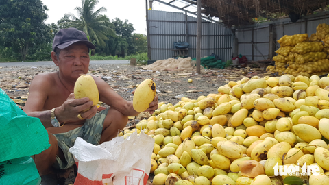 Ký xoài keo thua ly trà đá mà còn hổng có người mua - Ảnh 1. Ký xoài keo thua ly trà đá mà còn hổng có người mua - Ảnh 1.