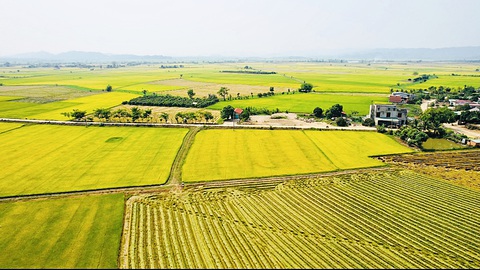 Cánh đồng Buôn Choah có tới 221ha lúa mất mùa nặng trong vụ đông xuân năm nay - Ảnh: TRUNG TÂN Cánh đồng Buôn Choah có tới 221ha lúa mất mùa nặng trong vụ đông xuân năm nay - Ảnh: TRUNG TÂN