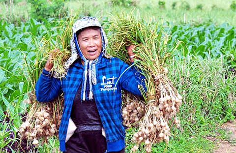 Nông dân Lý Sơn thu hoạch tỏi, đây là đặc sản thường xuyên bị làm nhái bán trên các mạng xã hội với giá chỉ bằng 30 - 40% giá tỏi chính gốc - Ảnh: TRẦN MAI Nông dân Lý Sơn thu hoạch tỏi, đây là đặc sản thường xuyên bị làm nhái bán trên các mạng xã hội với giá chỉ bằng 30 - 40% giá tỏi chính gốc - Ảnh: TRẦN MAI