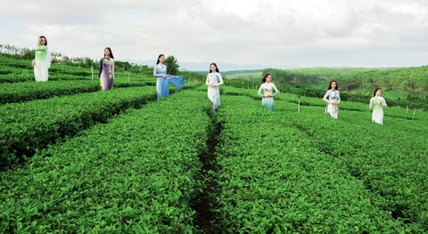 Lụa Việt Nam hát trên những đồi chè Bảo Lộc - Ảnh 1. Lụa Việt Nam hát trên những đồi chè Bảo Lộc - Ảnh 1.