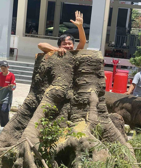 Ba cây phượng lớn ở Trường Bùi Thị Xuân đang trổ hoa nhưng ruột rỗng, hai người chui lọt - Ảnh 2. Ba cây phượng lớn ở Trường Bùi Thị Xuân đang trổ hoa nhưng ruột rỗng, hai người chui lọt - Ảnh 2.