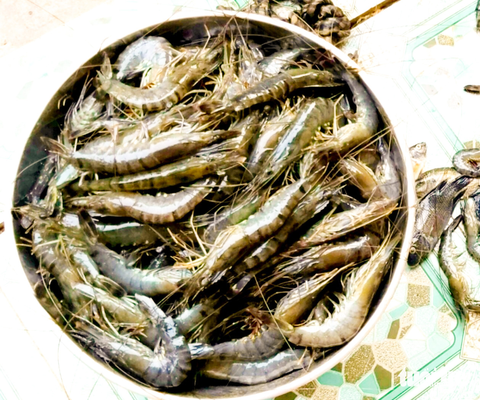 Nắng nóng kéo dài, tôm sú cũng chịu không nổi - Ảnh 2. Nắng nóng kéo dài, tôm sú cũng chịu không nổi - Ảnh 2.