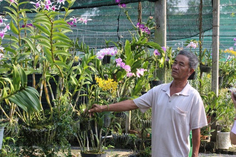 TP.HCM thiếu hụt trầm trọng nguồn cung giống hoa lan - Ảnh 1. TP.HCM thiếu hụt trầm trọng nguồn cung giống hoa lan - Ảnh 1.