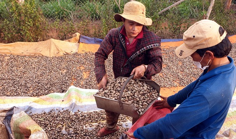 Hội nghị điều quốc tế Việt Nam lần thứ 13: Tái cấu trúc chuỗi cung ứng điều toàn cầu- Ảnh 5. Dự báo vụ điều năm 2024 sẽ được mùa, đem lại thuận lợi cho các bên trong chuỗi giá trị ngành này - Ảnh: N.TRÍ