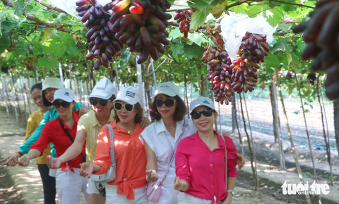 Mê mẩn vườn nho ngón tay không hạt đầu tiên ở Ninh Thuận - Ảnh 7. Mê mẩn vườn nho ngón tay không hạt đầu tiên ở Ninh Thuận - Ảnh 7.