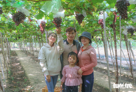 Mê mẩn vườn nho ngón tay không hạt đầu tiên ở Ninh Thuận - Ảnh 5. Mê mẩn vườn nho ngón tay không hạt đầu tiên ở Ninh Thuận - Ảnh 5.