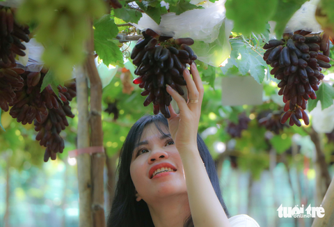 Mê mẩn vườn nho ngón tay không hạt đầu tiên ở Ninh Thuận - Ảnh 3. Mê mẩn vườn nho ngón tay không hạt đầu tiên ở Ninh Thuận - Ảnh 3.