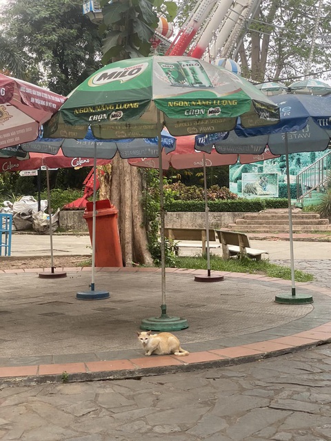 Màn chấm điểm mèo ở Thảo cầm viên gây sốt mạng xã hội - Ảnh 4. Màn chấm điểm mèo ở Thảo cầm viên gây sốt mạng xã hội - Ảnh 4.