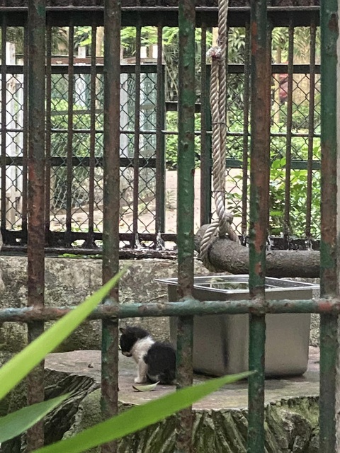 Màn chấm điểm mèo ở Thảo cầm viên gây sốt mạng xã hội - Ảnh 5. Màn chấm điểm mèo ở Thảo cầm viên gây sốt mạng xã hội - Ảnh 5.