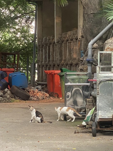 Màn chấm điểm mèo ở Thảo cầm viên gây sốt mạng xã hội - Ảnh 9. Màn chấm điểm mèo ở Thảo cầm viên gây sốt mạng xã hội - Ảnh 9.