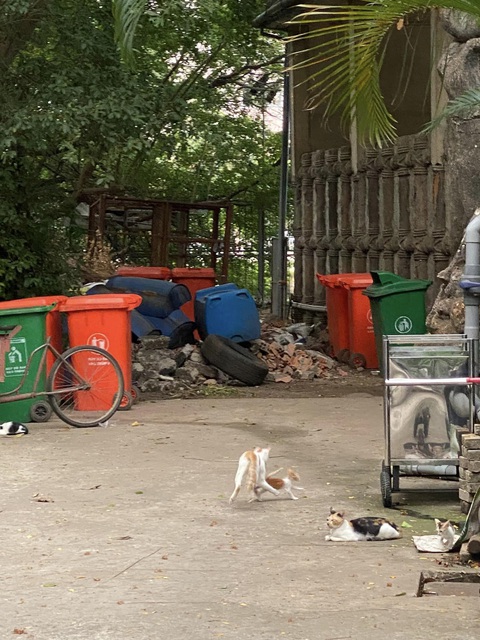 Màn chấm điểm mèo ở Thảo cầm viên gây sốt mạng xã hội - Ảnh 8. Màn chấm điểm mèo ở Thảo cầm viên gây sốt mạng xã hội - Ảnh 8.