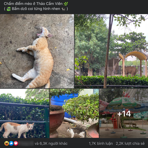 Màn chấm điểm mèo ở Thảo cầm viên gây sốt mạng xã hội - Ảnh 1. Màn chấm điểm mèo ở Thảo cầm viên gây sốt mạng xã hội - Ảnh 1.