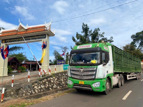 THILOGI mang đến nhiều giải pháp vận tải nội địa tối ưu cho doanh nghiệp - Ảnh 2. Vận chuyển gia súc xuyên biên giới từ Gia Lai (Việt Nam) đến KLH Koun Mom (Campuchia)