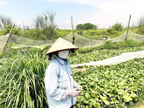 Dân quan tâm nhiều đến thu hồi đất - Ảnh 1. Người dân huyện Mê Linh (Hà Nội) trồng rau cạnh khu đất nông nghiệp được thu hồi từ hơn 10 năm trước nhưng đến nay vẫn bỏ hoang - Ảnh: QUANG THẾ
