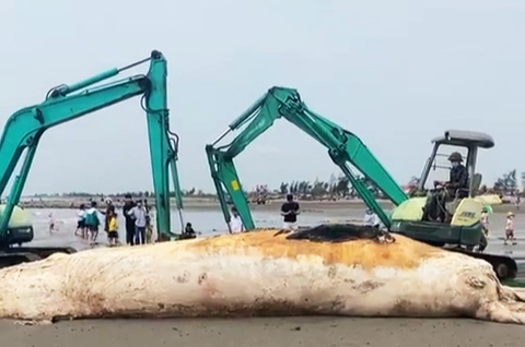 Xác cá voi dài gần 10m dạt vào bờ biển Nam Định - Ảnh 1. Xác cá voi dài gần 10m dạt vào bờ biển Nam Định - Ảnh 1.