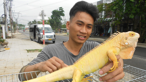 Thu nhập cao từ nuôi rồng Nam Mỹ - Ảnh 1. Anh Tuấn với chú rồng Nam Mỹ dòng Albino - Ảnh: TIÊN SA