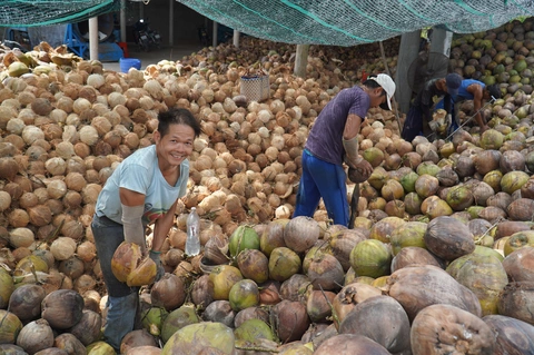 Trung Quốc mong dừa Bến Tre xuất sang theo đường chính ngạch - Ảnh 1. Trung Quốc mong dừa Bến Tre xuất sang theo đường chính ngạch - Ảnh 1.