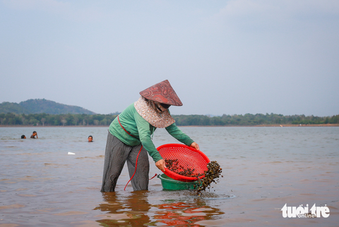 Mùa hến về giữa đại ngàn Ea Kao - Ảnh 6. Mùa hến về giữa đại ngàn Ea Kao - Ảnh 6.