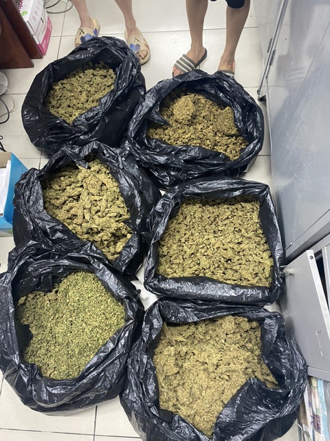 Khởi tố 3 nghi phạm đường dây trồng, tiêu thụ cần sa quy mô lớn - Ảnh 3. Khởi tố 3 nghi phạm đường dây trồng, tiêu thụ cần sa quy mô lớn - Ảnh 3.