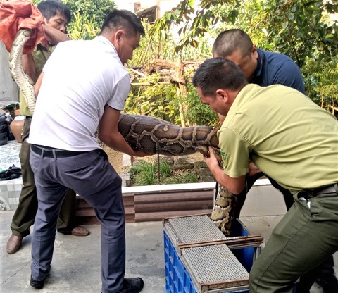 Trăn đất nặng 40kg vào trang trại bắt gà bị mắc lại trong chuồng - Ảnh 1. Trăn đất nặng 40kg vào trang trại bắt gà bị mắc lại trong chuồng - Ảnh 1.