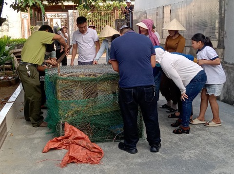 Trăn đất nặng 40kg vào trang trại bắt gà bị mắc lại trong chuồng - Ảnh 2. Trăn đất nặng 40kg vào trang trại bắt gà bị mắc lại trong chuồng - Ảnh 2.
