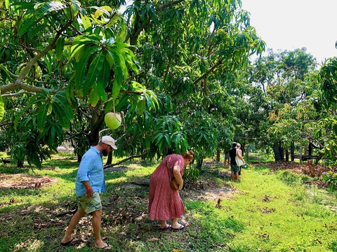 Doanh nghiệp kết nối, tour vườn xoài Khánh Hòa hút khách - Ảnh 7. Doanh nghiệp kết nối, tour vườn xoài Khánh Hòa hút khách - Ảnh 7.