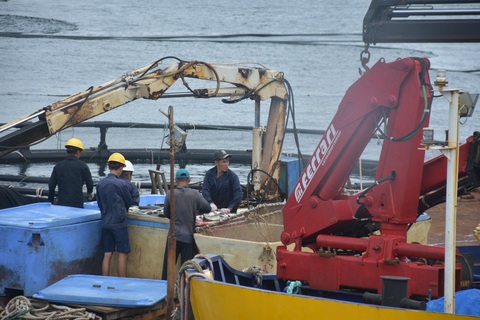 Nuôi biển muốn tiến ra xa bờ phải có chuỗi công nghiệp phụ trợ - Ảnh 1. Nuôi biển muốn tiến ra xa bờ phải có chuỗi công nghiệp phụ trợ - Ảnh 1.