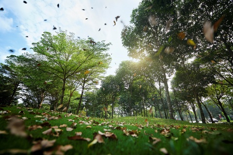 Hành trình thập kỷ ươm ‘rừng’ giữa lòng phố đầy ấn tượng của Gamuda Land tại TPHCM - Ảnh 1. Celadon City được bao phủ bởi mảng xanh bao la, tràn đầy sức sống