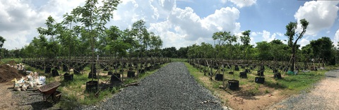 Hành trình thập kỷ ươm ‘rừng’ giữa lòng phố đầy ấn tượng của Gamuda Land tại TPHCM - Ảnh 2. Hành trình thập kỷ ươm ‘rừng’ giữa lòng phố đầy ấn tượng của Gamuda Land tại TPHCM - Ảnh 2.