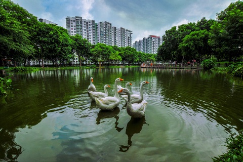 Hành trình thập kỷ ươm ‘rừng’ giữa lòng phố đầy ấn tượng của Gamuda Land tại TPHCM - Ảnh 3. Celadon City là khu đô thị sở hữu môi trường sống đa đạng sinh học bậc nhất TP.HCM hiện nay