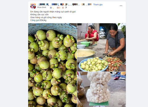 Việc nhẹ lương cao đúng nghĩa lúc này: Gọt măng cụt xanh - Ảnh 1. Việc nhẹ lương cao đúng nghĩa lúc này: Gọt măng cụt xanh - Ảnh 1.