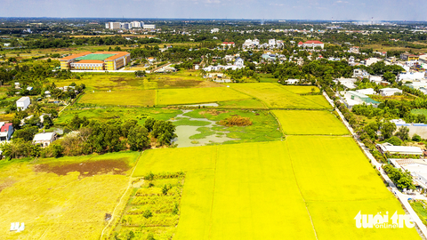 Cần cơ chế mới chuyển đất lúa thành 'vàng' - Ảnh 1. Dự thảo nghị quyết thay thế nghị quyết 54 cho phép HĐND TP.HCM được quyết định chuyển mục đích đất lúa sang mục đích khác với diện tích dưới 500 ha - Ảnh: QUANG ĐỊNH