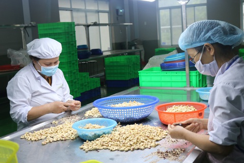 Hạt điều Bình Phước được đánh giá cao về chất lượng là hàng xuất khẩu giá trị - Ảnh: TRẦN MẠNH Hạt điều Bình Phước được đánh giá cao về chất lượng là hàng xuất khẩu giá trị - Ảnh: TRẦN MẠNH