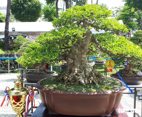 Ngắm hàng ngàn chậu bonsai độc lạ, có chậu cả tỉ đồng - Ảnh 2. Ngắm hàng ngàn chậu bonsai độc lạ, có chậu cả tỉ đồng - Ảnh 2.
