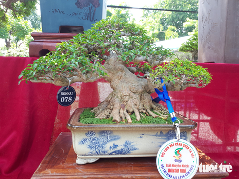 Ngắm hàng ngàn chậu bonsai độc lạ, có chậu cả tỉ đồng - Ảnh 3. Ngắm hàng ngàn chậu bonsai độc lạ, có chậu cả tỉ đồng - Ảnh 3.