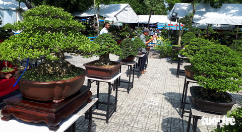 Ngắm hàng ngàn chậu bonsai độc lạ, có chậu cả tỉ đồng - Ảnh 4. Ngắm hàng ngàn chậu bonsai độc lạ, có chậu cả tỉ đồng - Ảnh 4.
