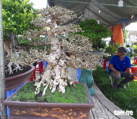 Ngắm hàng ngàn chậu bonsai độc lạ, có chậu cả tỉ đồng - Ảnh 6. Ngắm hàng ngàn chậu bonsai độc lạ, có chậu cả tỉ đồng - Ảnh 6.