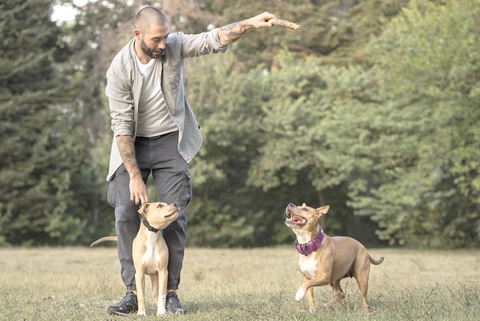 Người đàn ông huấn luyện hai con chó Pitbull - Ảnh: Freepik Người đàn ông huấn luyện hai con chó Pitbull - Ảnh: Freepik
