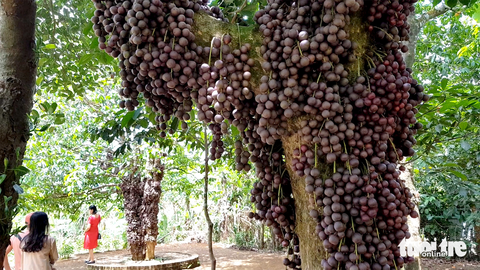 Hàng trăm khách đổ về vườn đỏ như những chùm nho khổng lồ ở Phú Yên - Ảnh 7. Hàng trăm khách đổ về vườn đỏ như những chùm nho khổng lồ ở Phú Yên - Ảnh 7.