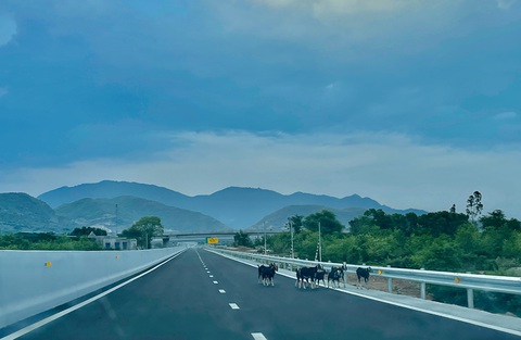 Xe máy, gia súc vô tư đi vào cao tốc Nha Trang - Cam Lâm - Ảnh 2. Xe máy, gia súc vô tư đi vào cao tốc Nha Trang - Cam Lâm - Ảnh 2.