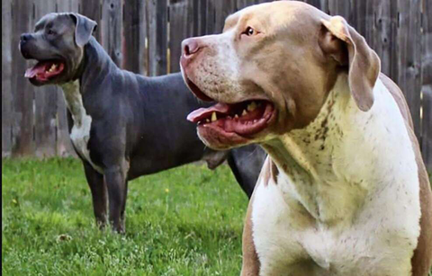 Những vụ chó pitbull phản chủ, cắn chết người - Ảnh 2. Những vụ chó pitbull phản chủ, cắn chết người - Ảnh 2.