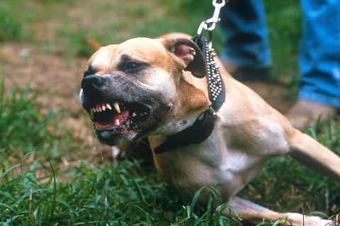 Việt Nam cần có luật cụ thể về nuôi chó dữ như pitbull - Ảnh 1. Việt Nam cần có luật cụ thể về nuôi chó dữ như pitbull - Ảnh 1.