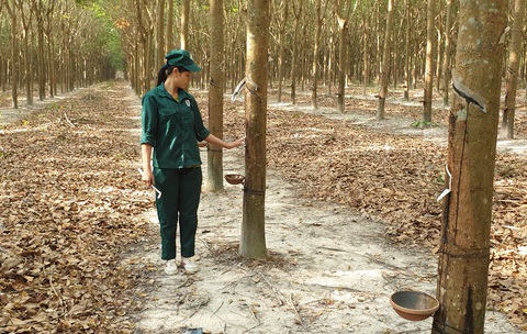 Tin tức sáng 21-5: Giá cà phê tăng nóng; Trên 1.000 ca COVID-19 mới, 1 bệnh nhân tử vong - Ảnh 3. Tin tức sáng 21-5: Giá cà phê tăng nóng; Trên 1.000 ca COVID-19 mới, 1 bệnh nhân tử vong - Ảnh 3.